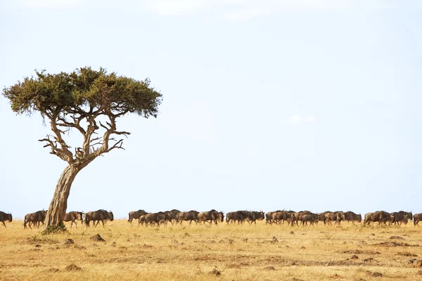 Masai-Mara-Gnus — Stockfoto