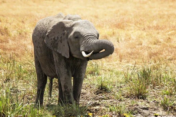Masai mara slon — Stock fotografie