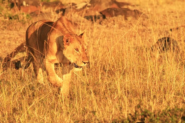 Masai mara Lev — Stock fotografie