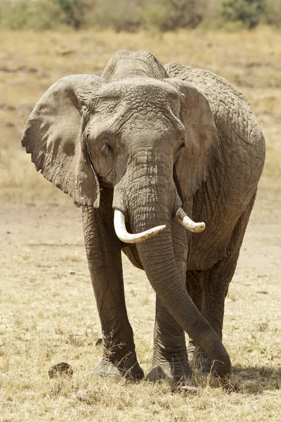 Масаї Мара слон — стокове фото