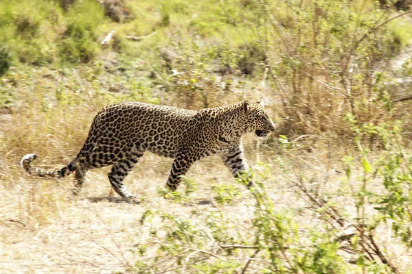 Masai Mara Leopard — Stock Photo, Image