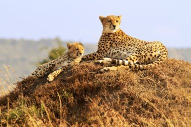 Masai mara çitalar