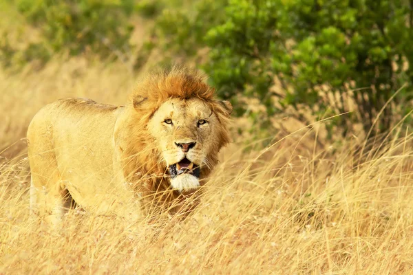 Masai mara Lev — Stock fotografie