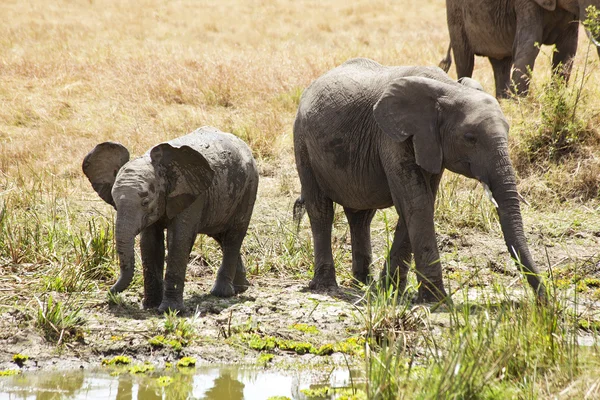 Масаї Мара слони — стокове фото