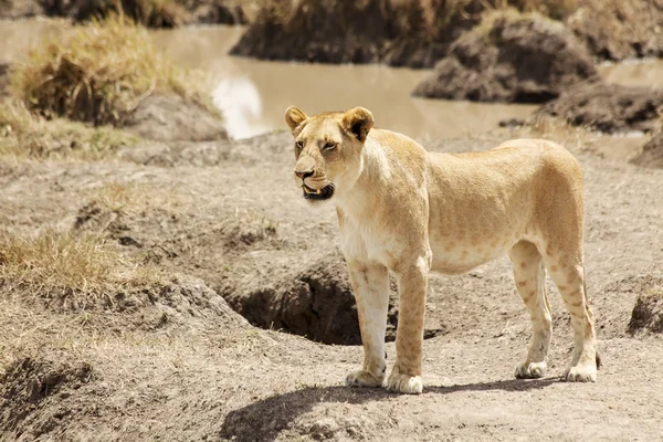 Masai Mara Lion — Stock Photo, Image