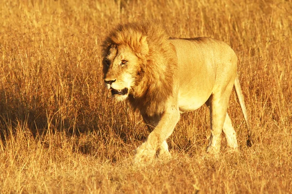 Masai mara aslan — Stok fotoğraf