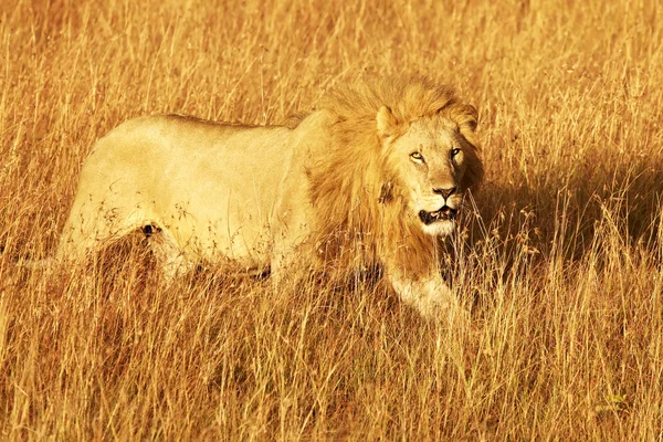マサイマラ国立保護区ライオン — ストック写真