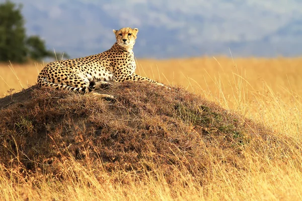 Masai Mara Cheetah — Stock Photo, Image