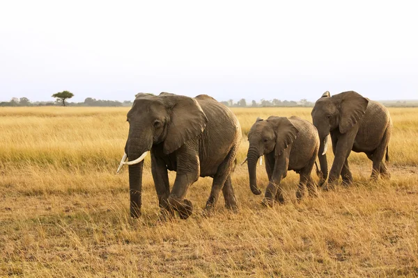 Масаї Мара слони — стокове фото