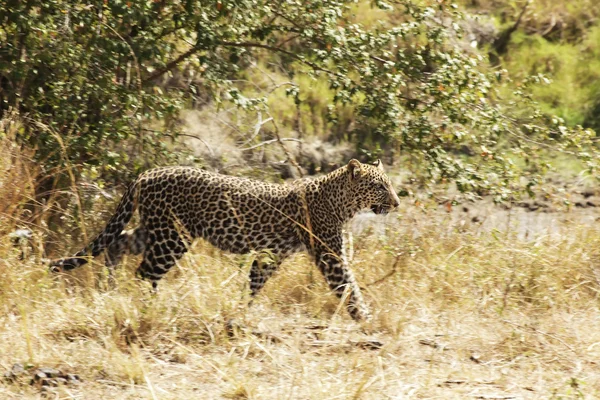 Lampart Masai mara — Zdjęcie stockowe