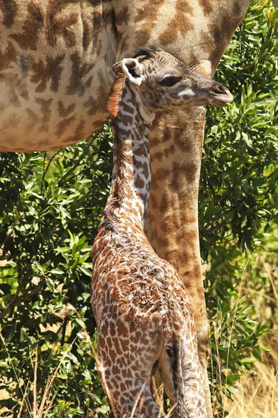 Масаї Мара giraffe — стокове фото