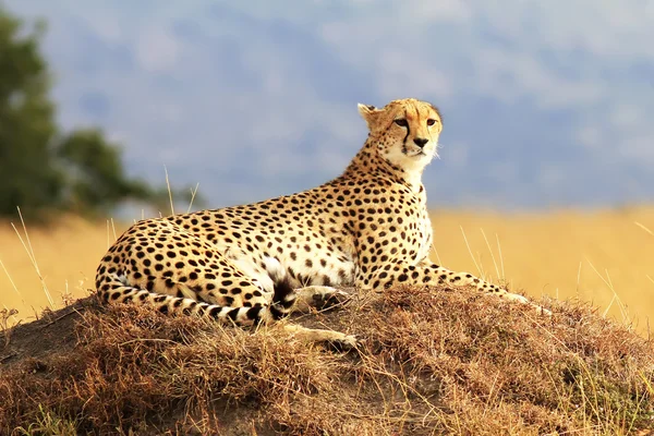 Masai-Mara-Gepard — Stockfoto