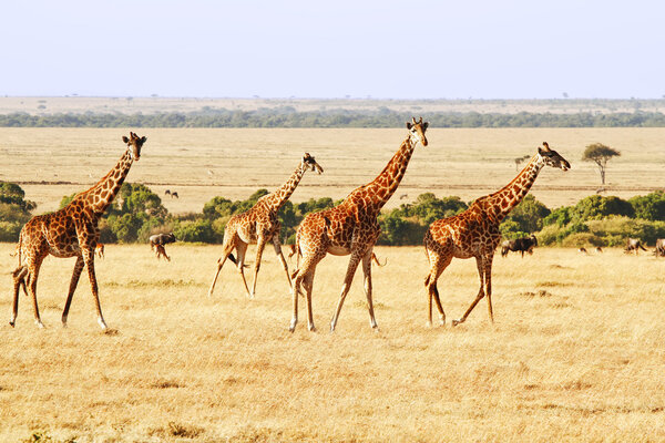 Two giraffes (Giraffa camelopardalis) on the Maasai Mara National Reserve safari in southwestern Kenya.