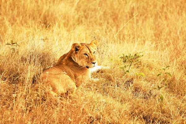 León Masai Mara — Foto de Stock