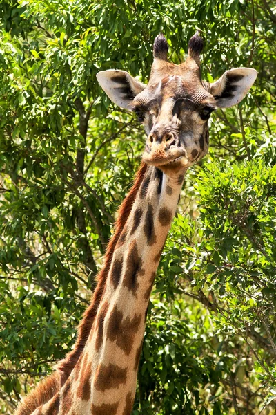 Masai-Mara-Giraffe — Stockfoto