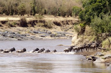 Masai Mara Wildebeast