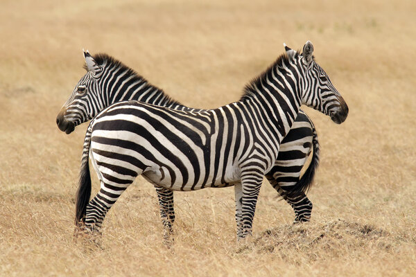 Zebras on the Masai Mara in southwestern Kenya.