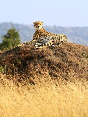 Masai Mara çita