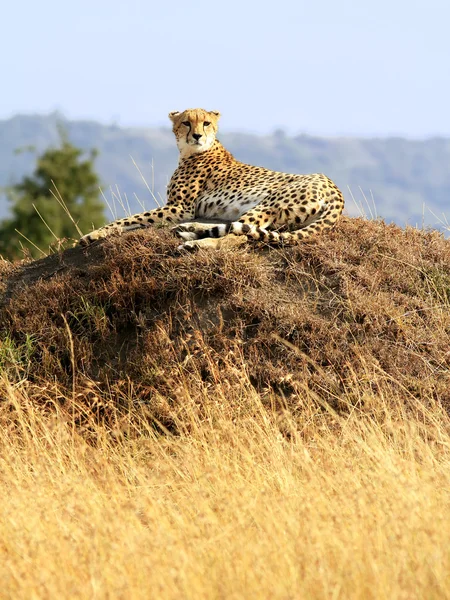 Masai Mara Cheetah — Stock Photo, Image