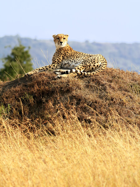 Masai Mara Cheetah