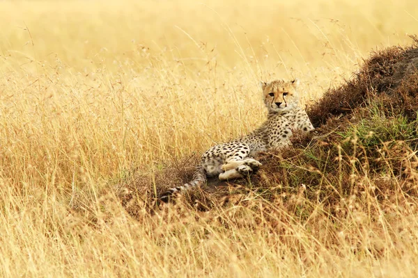 Cub Cheetah Μασάι Μάρα — Φωτογραφία Αρχείου