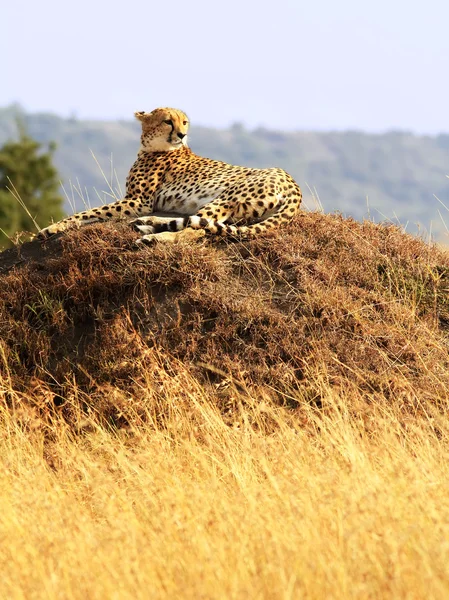 Masai-Mara-Gepard — Stockfoto