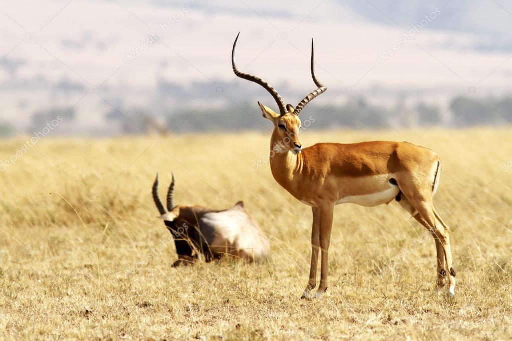 Masai Mara Grant's Gazelle