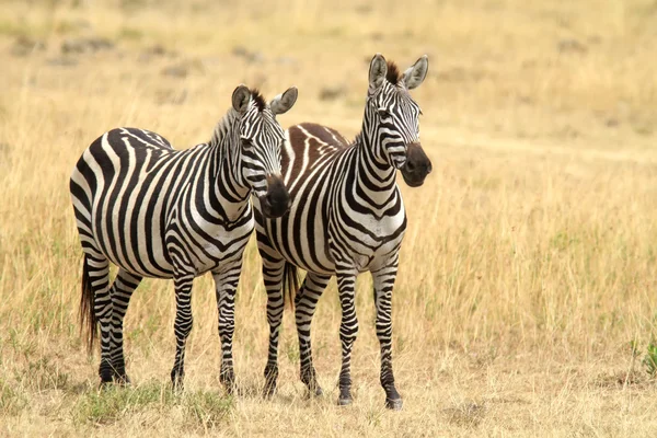 Masai mara Zebra 's — Stockfoto