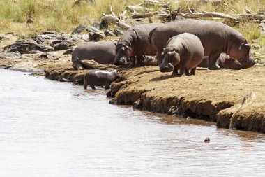 Masai Mara Hippos clipart