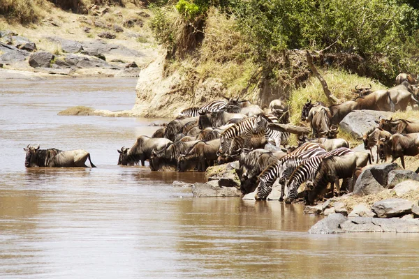 Masai Mara Wildebeast y Cebras — Foto de Stock