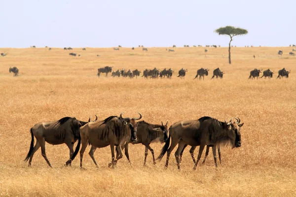 Wildebeast Μασάι Μάρα Εικόνα Αρχείου