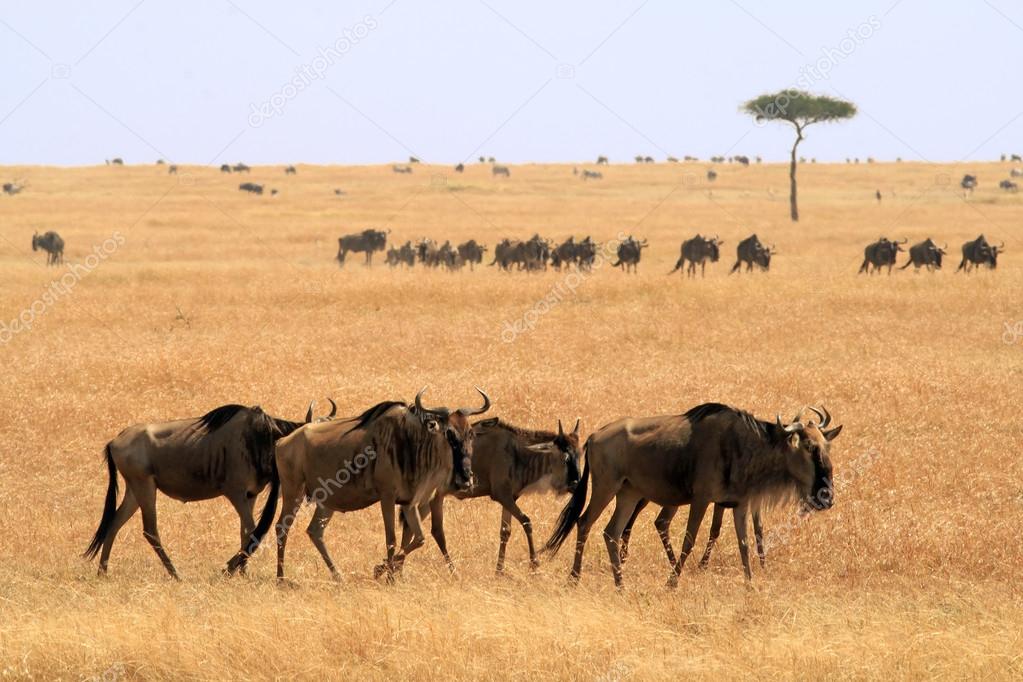 Masai Mara Wildebeast
