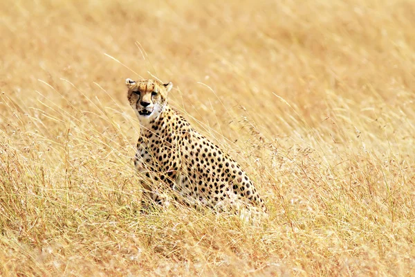 Masai-Mara-Gepard — Stockfoto