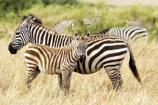 Zebre masai mara — Foto Stock