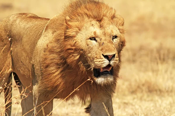 Masai Mara Lion — Stock Photo, Image