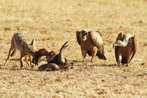 Masai Mara Jackal — Stockfoto