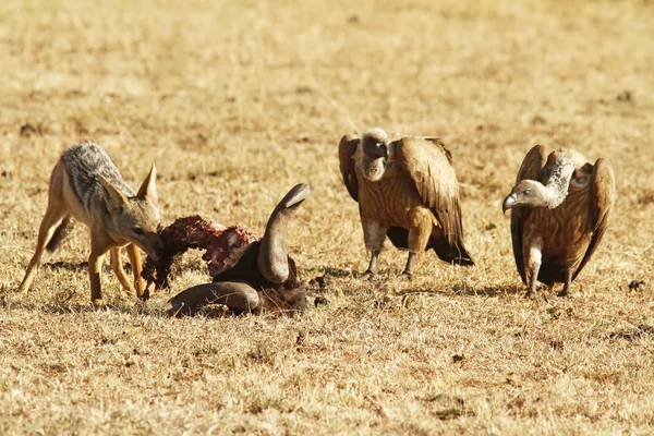 Masai-Mara-Schakal — Stockfoto