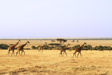 Masai mara zürafalar