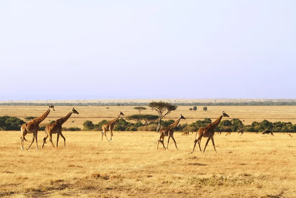 Masai mara giraffer — Stockfoto