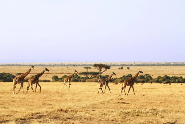 Masai Mara Giraffes royaltyfrie gratis stockfoto