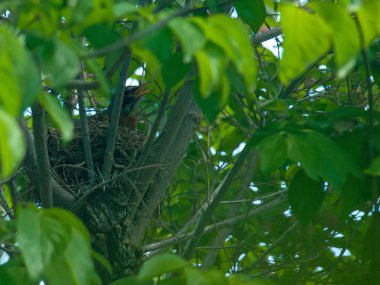 Kızılcık ağacı içinde bir yuva Robin Kırmızı meme