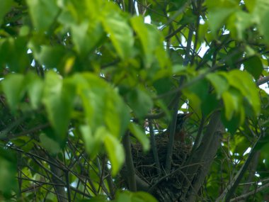 Kızılcık ağacı içinde bir yuva Robin Kırmızı meme