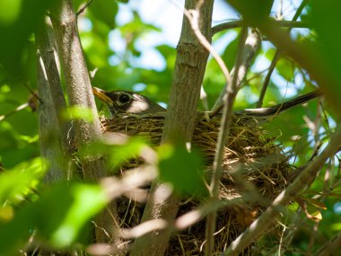 Kızılcık ağacı içinde bir yuva Robin Kırmızı meme