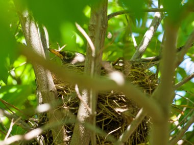 Kızılcık ağacı içinde bir yuva Robin Kırmızı meme