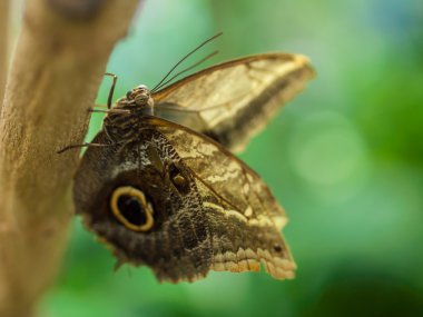 Bir yaprak bir bahçe kelebeği