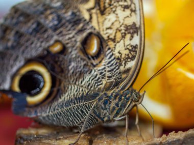 Bir yaprak bir bahçe kelebeği