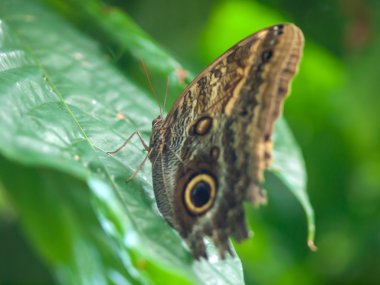 Kelebek Bahçe bitkiler üzerinde