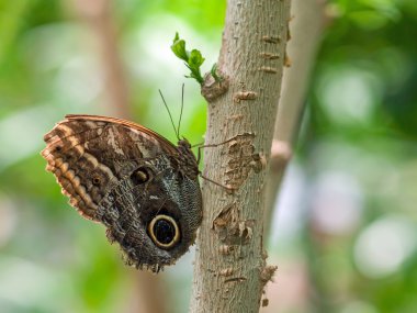 Kelebek Bahçe bitkiler üzerinde