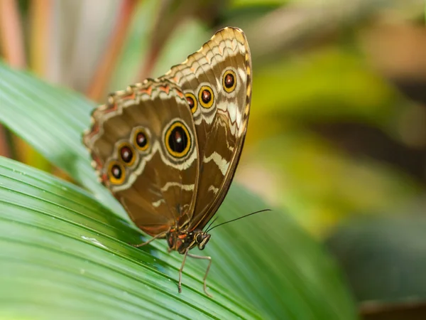 Borboleta em uma folha em um jardim — Fotografia de Stock