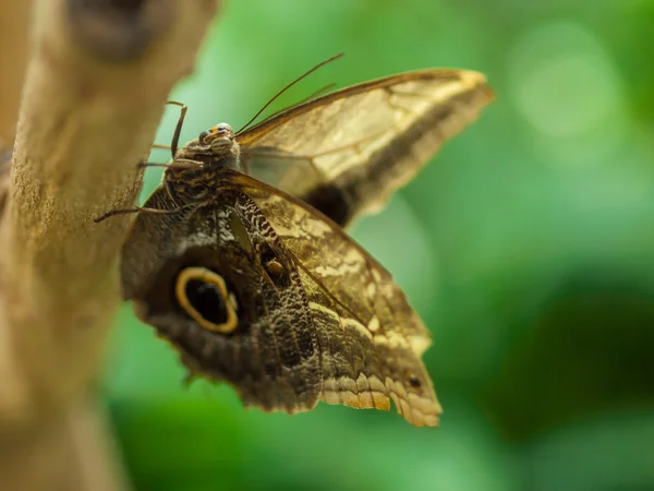 Borboleta em uma folha em um jardim — Fotografia de Stock